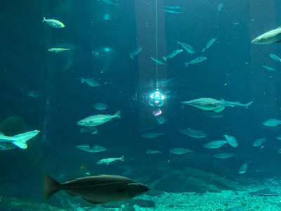 360° Kamera mitten im Fischbecken